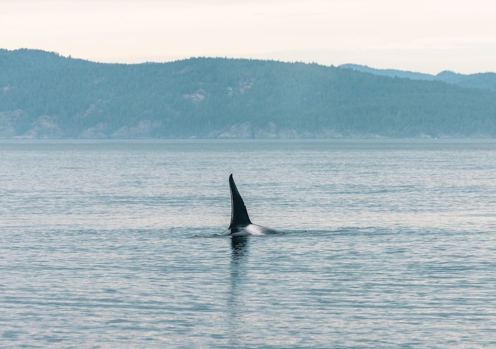 Local's Guide to Alki Beach featured image