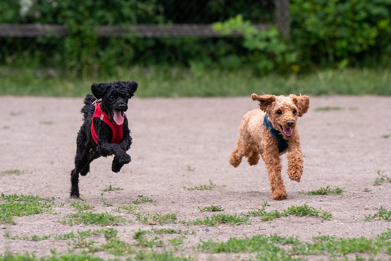 Owning Dogs in Seattle featured image