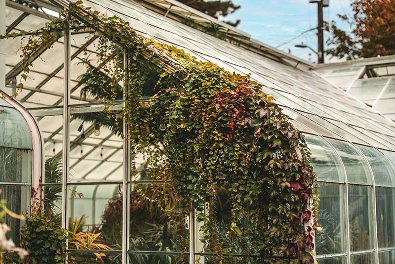 Best Plants for Seattle Yards featured image